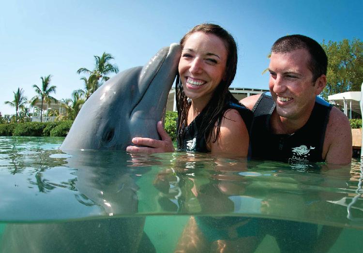 Dolphin Connection