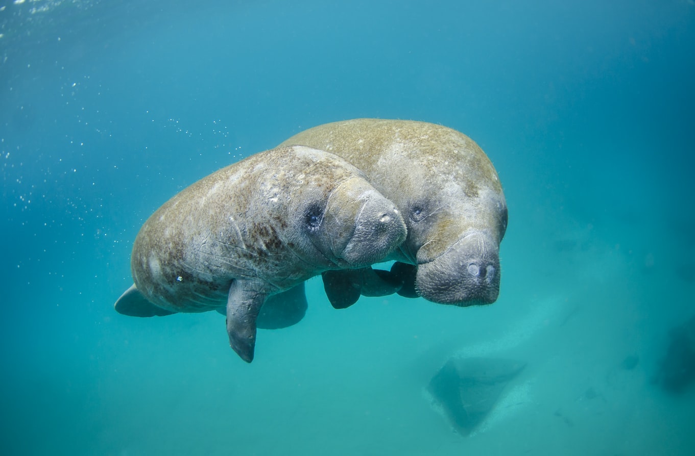 The Manatee Scenic Boat Tours